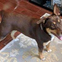 Roxie Chocolate Lab German Shepherd Mix Dog Adoption Callaway Florida 1