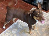 Roxie Chocolate Lab German Shepherd Mix Dog Adoption Callaway Florida 1