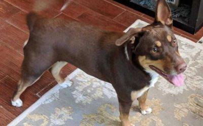 Labrador retriever german shepherd mix dog for adoption callaway florida – meet roxie