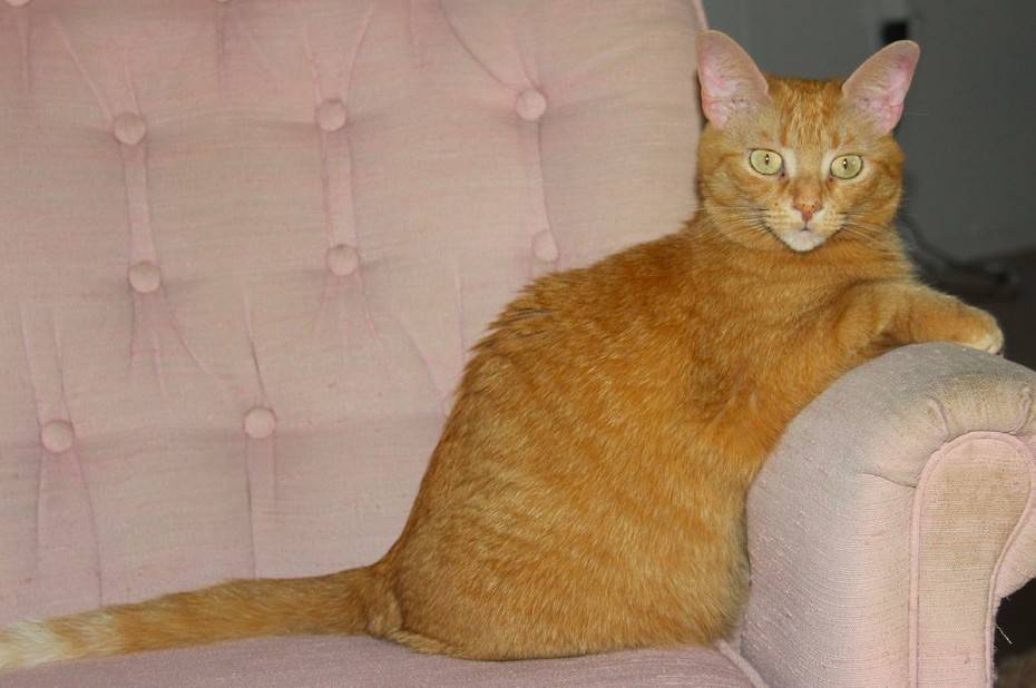 Roxie - ginger tabby cat for adoption st petersburg fl 2