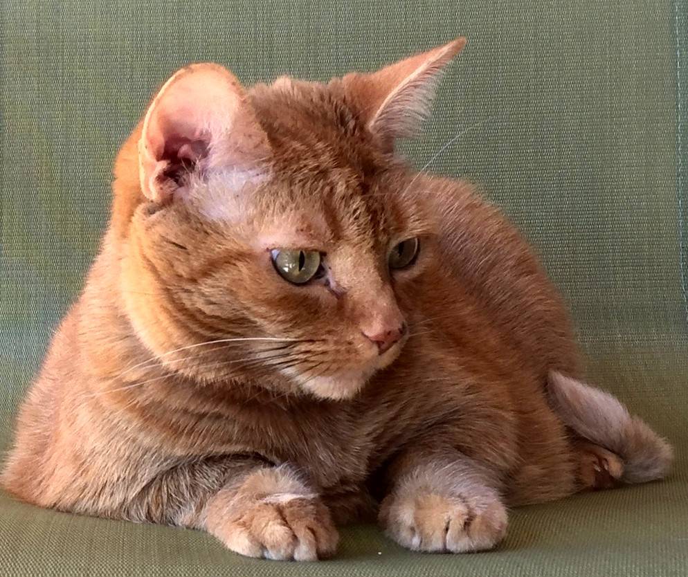 Stunning Ginger Tabby Seeks Loving Home Due to Allergies St
