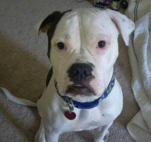 Roxy - american bulldog mix for adoption near atlanta ga