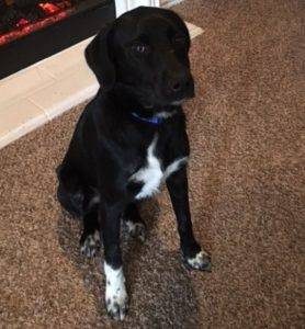 Border collie lab mix for adoption in haslet, texas – adopt roxy today!