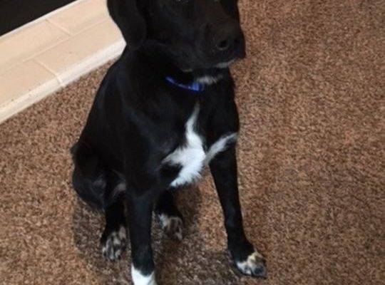 Border Collie Lab Mix For Adoption In Haslet, Texas – Adopt Roxy Today!