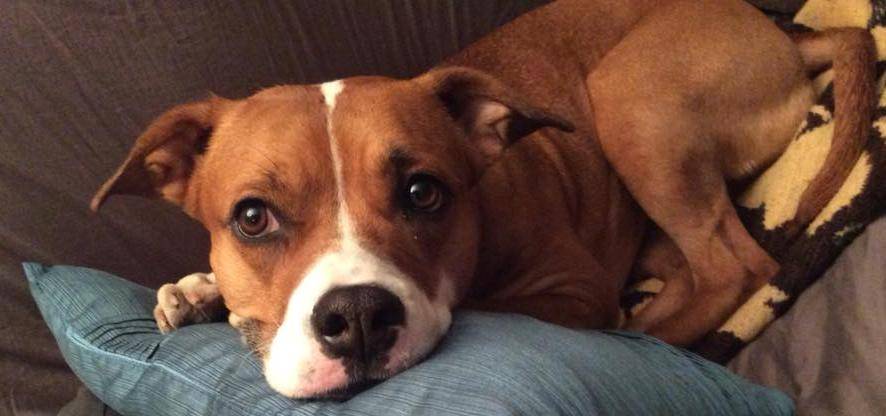 Roxy - boxer labrador retriever american staffordshire terrier dog for adoption in ottawa ontario canada 3