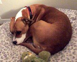 Roxy - boxer labrador retriever american staffordshire terrier dog for adoption in ottawa ontario canada 3