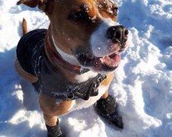 Roxy - boxer labrador retriever american staffordshire terrier dog for adoption in ottawa ontario canada 3