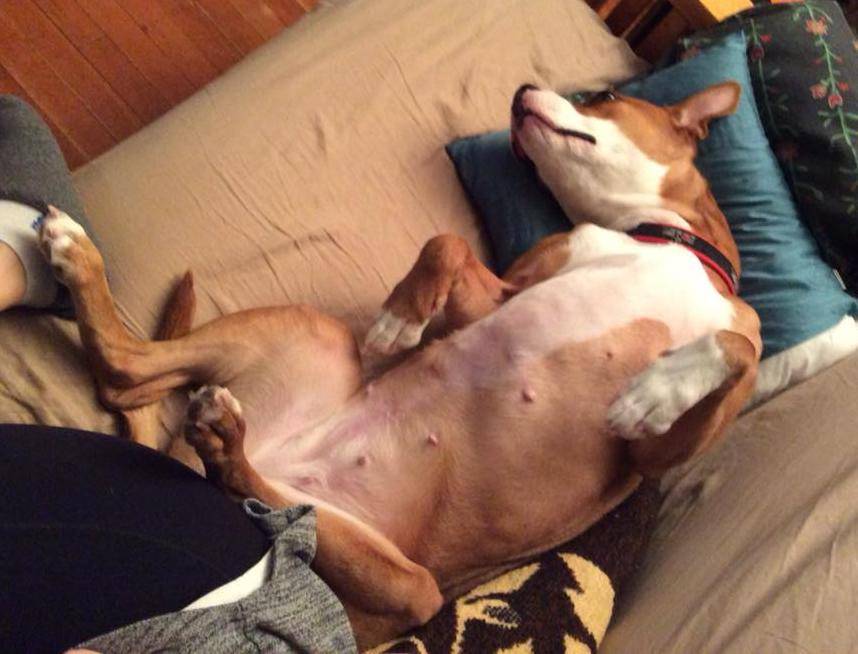 Roxy - boxer labrador retriever american staffordshire terrier dog for adoption in ottawa ontario canada 6
