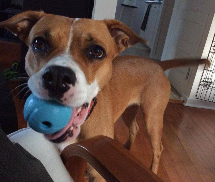 Roxy - boxer labrador retriever american staffordshire terrier dog for adoption in ottawa ontario canada 7