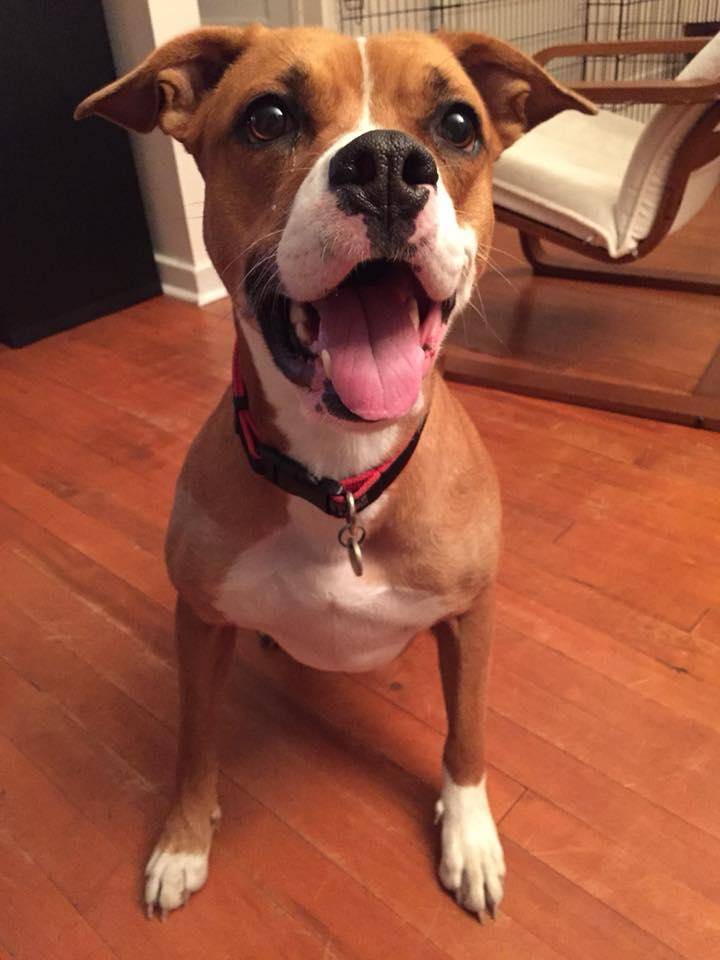 Boxer lab amstaff mix dog for adoption in ottawa on – adopt roxy