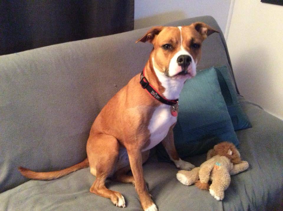 Roxy - boxer lab staffy mix dog for adoption in ottawa ontario
