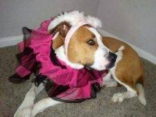 Roxy Boxer Mix For Adoption Henderson Nevada