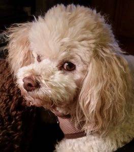 Rudy - bichon frise poodle mix dog rehomed in austin texas 5