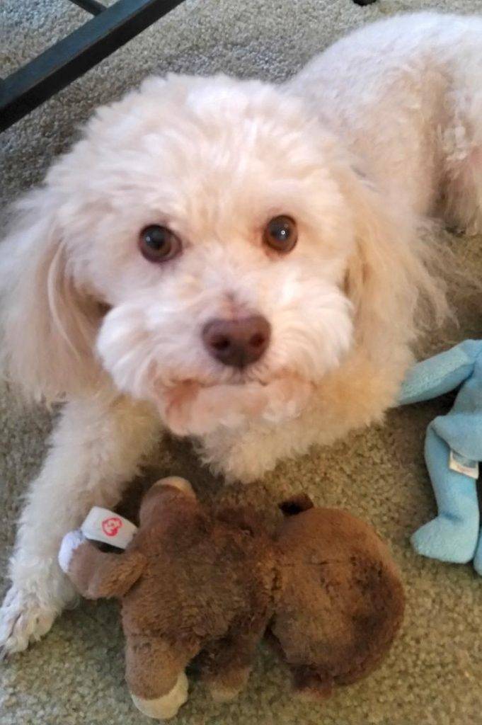 Rudy - bichon frise poodle mix dog rehomed in austin texas 5