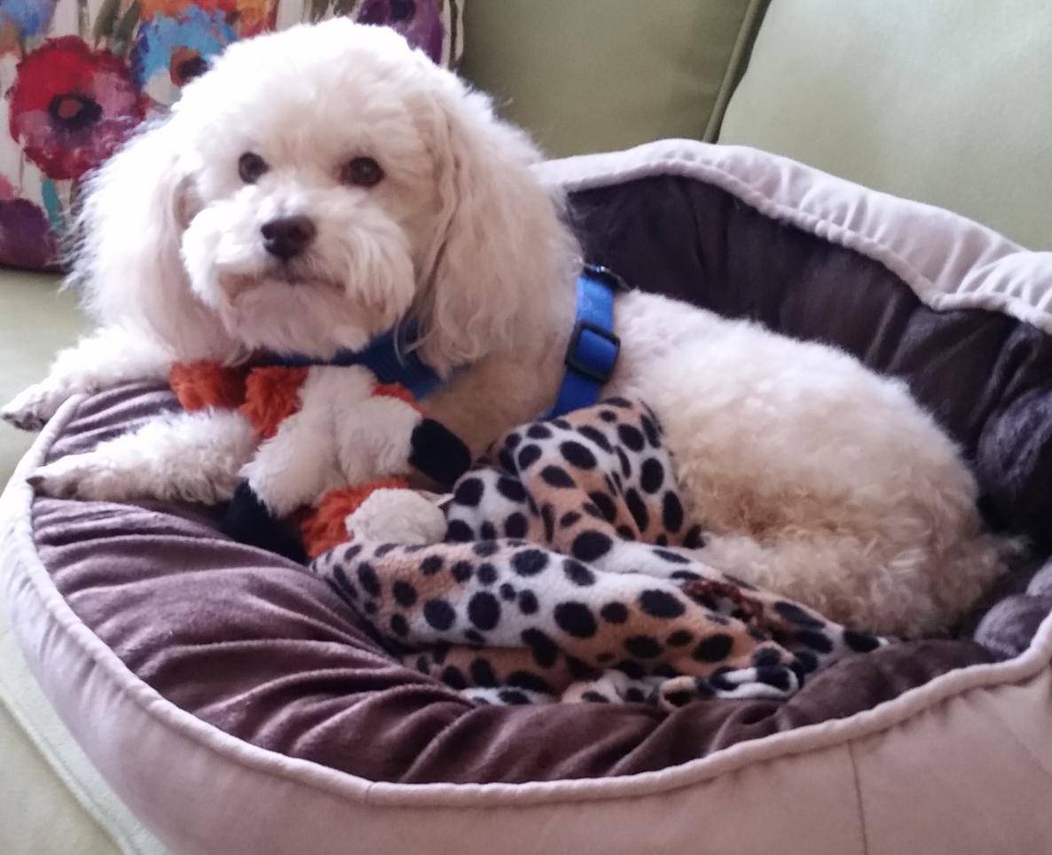 REHOMED Rudy Bichon Frise Poodle Mix in Austin TX