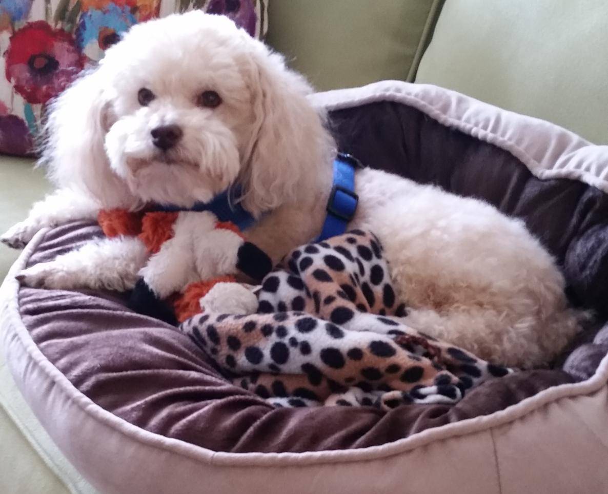 Rudy - bichon frise poodle mix dog rehomed in austin texas 5