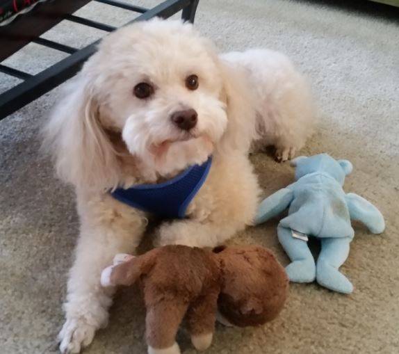 Rudy - bichon frise poodle mix dog rehomed in austin texas 5