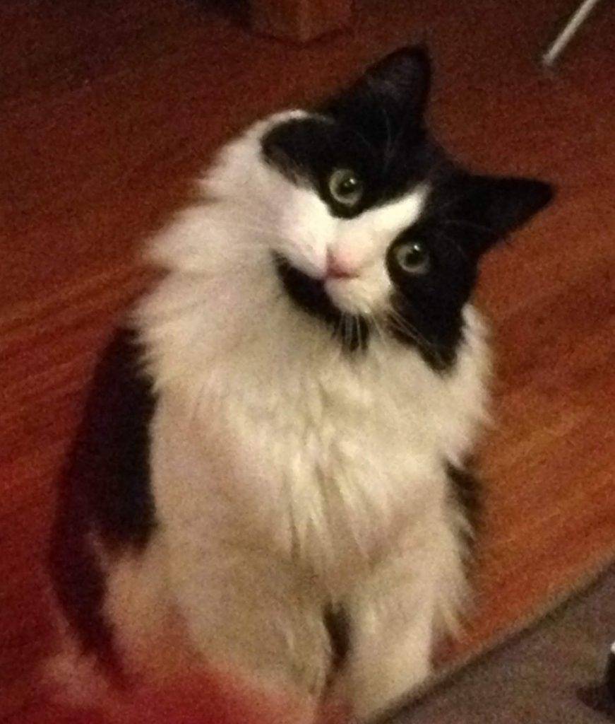 Longhair black white tuxedo cat for adoption in chicago illinois
