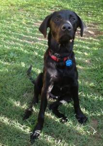 Beautiful black lab mix for adoption in kentucky