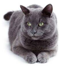Russian Blue Cat Rehoming