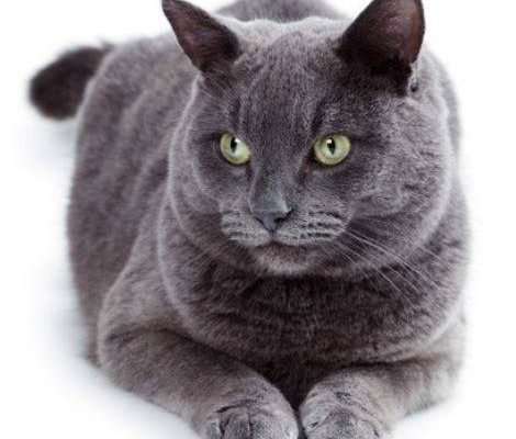 Russian Blue Cat Rehoming