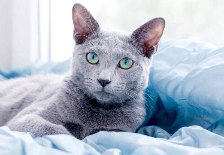 Russian Blue Cats For Adoption Near You - Rehome Adopt a Russian Blue ...