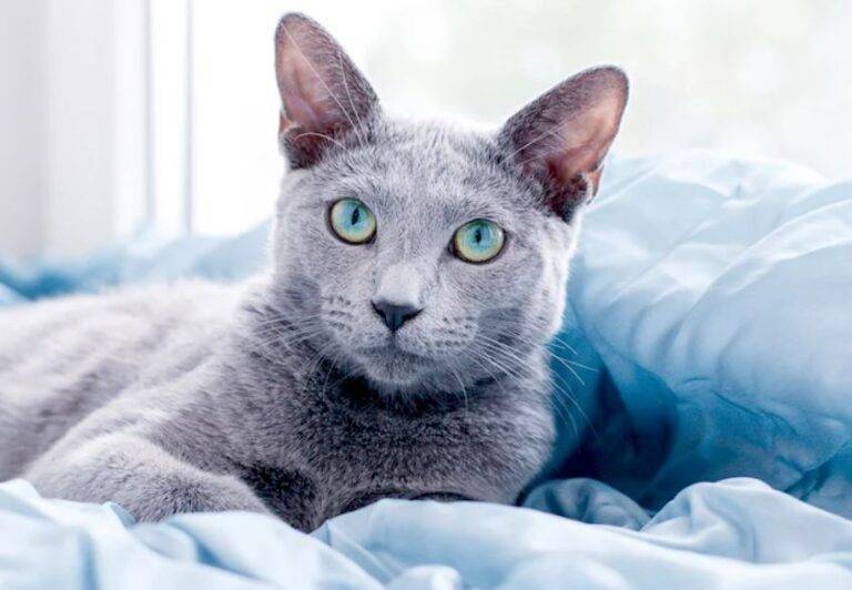 Russian Blue Cats For Adoption Near You Rehome Adopt a Russian Blue