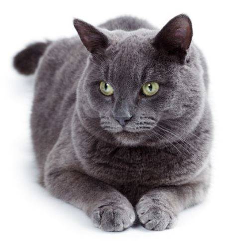 Russian blue cat rehoming