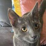 Russian Blue Kitten For Adoption In San Antonio Texas