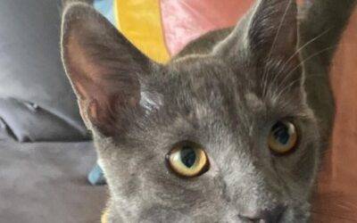 Stunning russian blue mix kitten for adoption in san antonio texas – supplies included – adopt churro