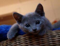 Russian Blue Kitten Stock Photo