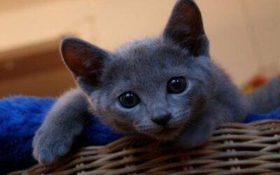 ADOPTED  Russian Blue Kitten in Houston Texas –  Sweet Sasha