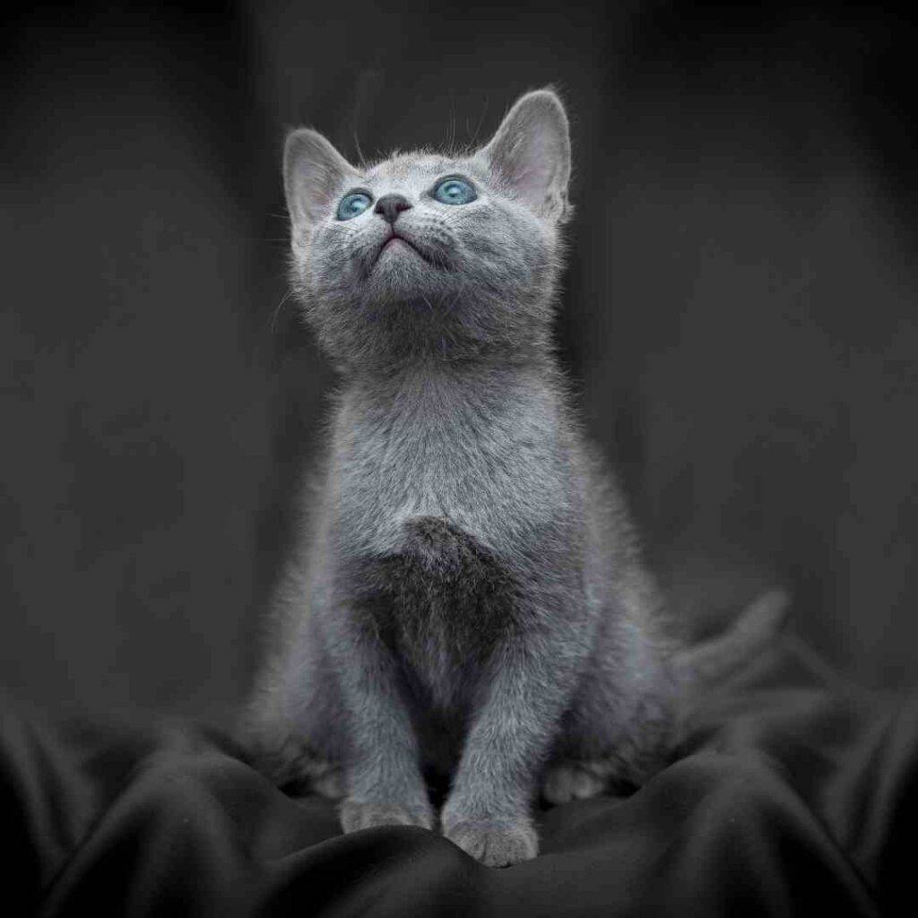 Russian blue kitten