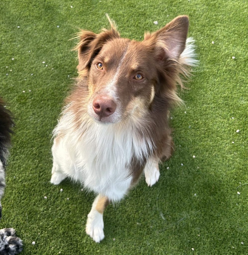 Australian shepherd border collie mix dog for adoption in calgary – meet rusty