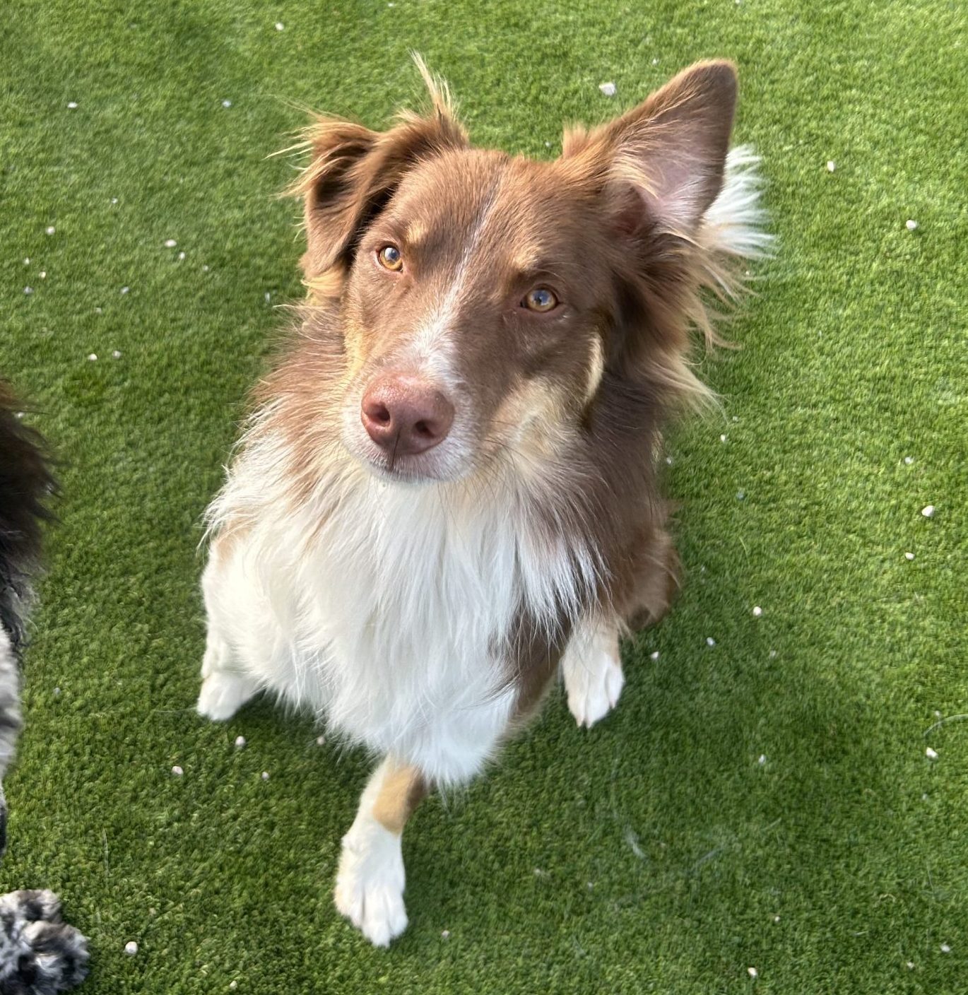 Australian shepherd border collie mix dog for adoption in calgary – meet rusty