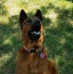 Rusty - German Shepherd Chow Chow Mix Adoption Garland TX 2