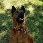 Rusty - german shepherd chow chow mix adoption garland tx 2