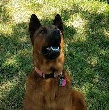 Rehomed! Rusty – german shepherd chow chow mix   dallas texas