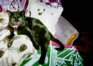 St. Joseph mo – sweet black lap cat for adoption