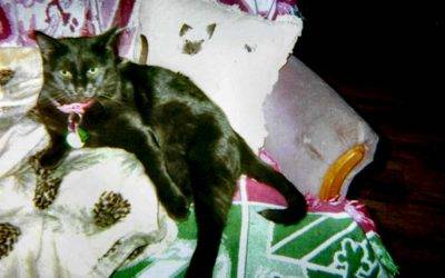 St. Joseph MO – Sweet Black Lap Cat For Adoption