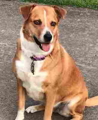 Boxador Boxer Lab Mix Dog For Adoption In Murfreesboro Tn Meet Rylee