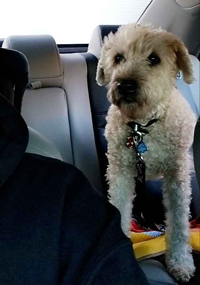 Ryleigh - wheaten terrier for adoption in easton pa2