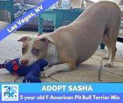 Very Affectionate American Pit Bull Terrier For Adoption In Las Vegas Nevada – Adopt Sasha