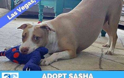 Very Affectionate American Pit Bull Terrier for Adoption in Las Vegas Nevada – Adopt Sasha