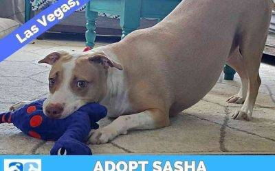 Very affectionate american pit bull terrier for adoption in las vegas nevada – adopt sasha