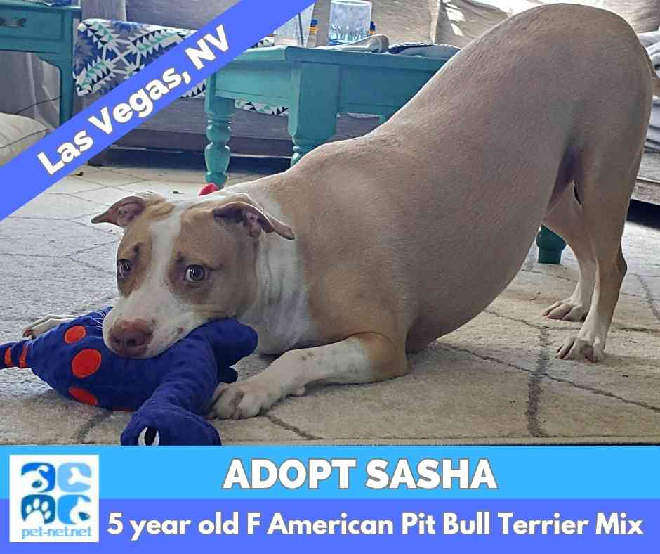American pit bull terrier dog for adoption in las vegas, nevada