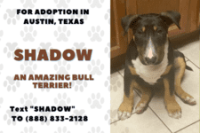 SHADOW BULL TERRIER FOR ADOPTION IN AUSTIN TEXAS