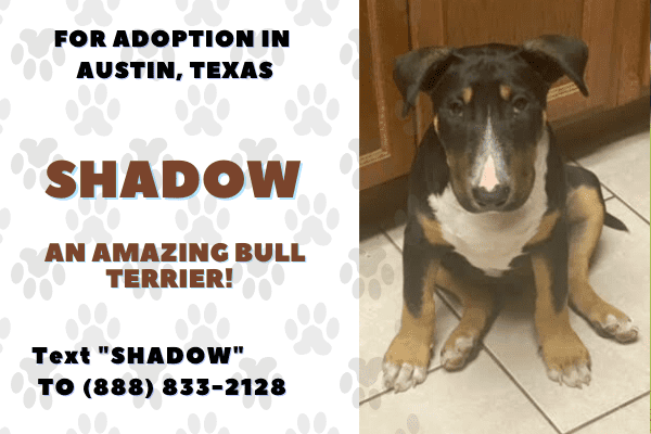 Shadow bull terrier for adoption in austin texas