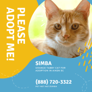 Orange tabby cat for adoption in aiken south carolina – supplies included – adopt simba