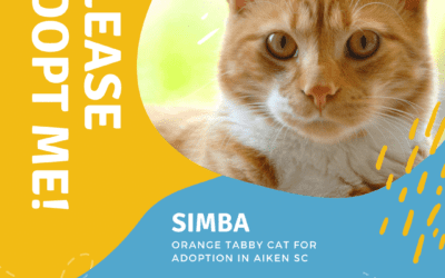 Orange Tabby Cat For Adoption in Aiken South Carolina – Supplies Included – Adopt Simba